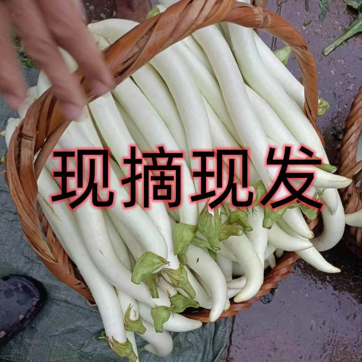 2026白茄子线茄特产当季新鲜蔬菜现摘现发白皮茄5斤包邮饭店酒店