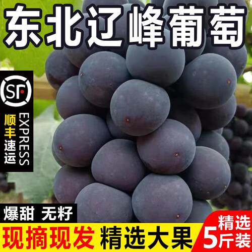 东北辽峰葡萄无籽黑提非巨峰葡萄当季孕妇新鲜水果人工精选特大果