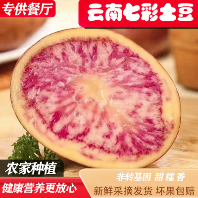 红皮花心洋芋七彩土豆种子云南特产新鲜蔬菜餐厅零售火锅美食