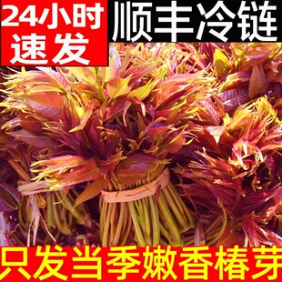顺丰秒发香椿芽新鲜香春芽菜现货2025头茬香椿四川红油香椿头山东