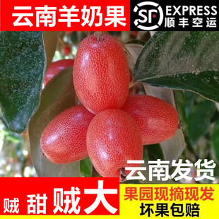 现摘现发/云南新鲜酸甜羊奶果特产热带时令孕妇水果胡颓子2斤包邮