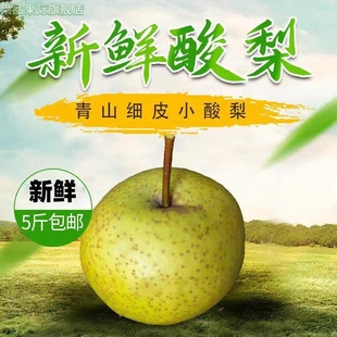 天津蓟县山区农家酸梨2025年新鲜细皮小酸梨多汁老酸梨5斤包邮