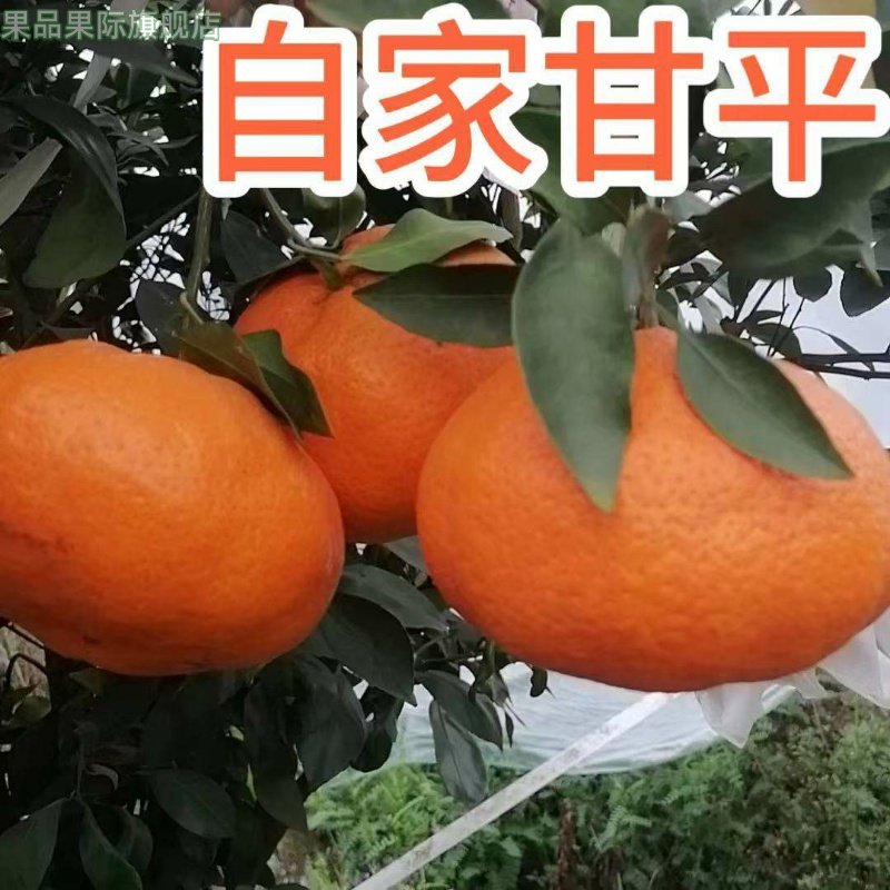 甘平柑橘鲜果高端橘子新鲜水果现摘小金牛女王皇后大果特大果王,水产肉类/新鲜蔬果/熟食,桔子,淘宝优惠券,粉丝福利购,淘宝优惠卷