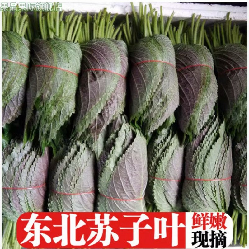 东北苏子叶新鲜紫苏叶食用包邮苏叶苗野菜蘸酱菜泡菜咸菜商用3斤,水产肉类/新鲜蔬果/熟食,紫苏叶/苏子叶,淘宝优惠券,粉丝福利购,淘宝优惠卷
