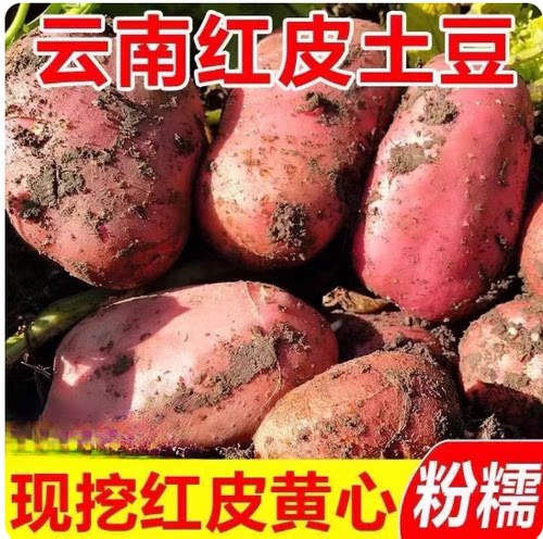 2026云南红皮土豆新鲜现挖现发新农家洋芋高