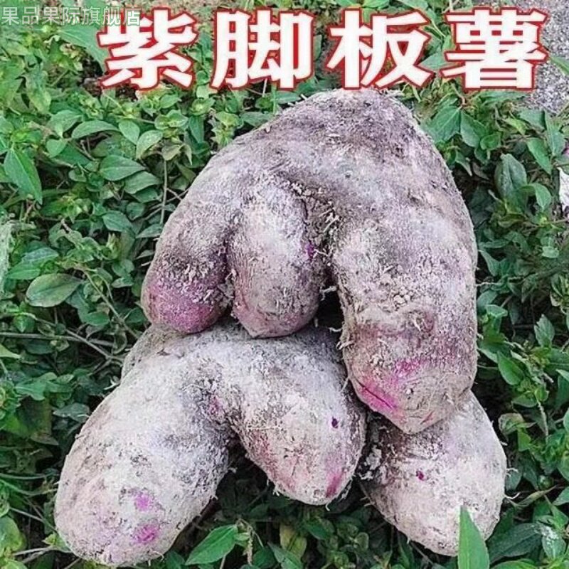 正宗紫山药白心新鲜蔬菜脚板薯紫农家现挖大毛薯当季5斤