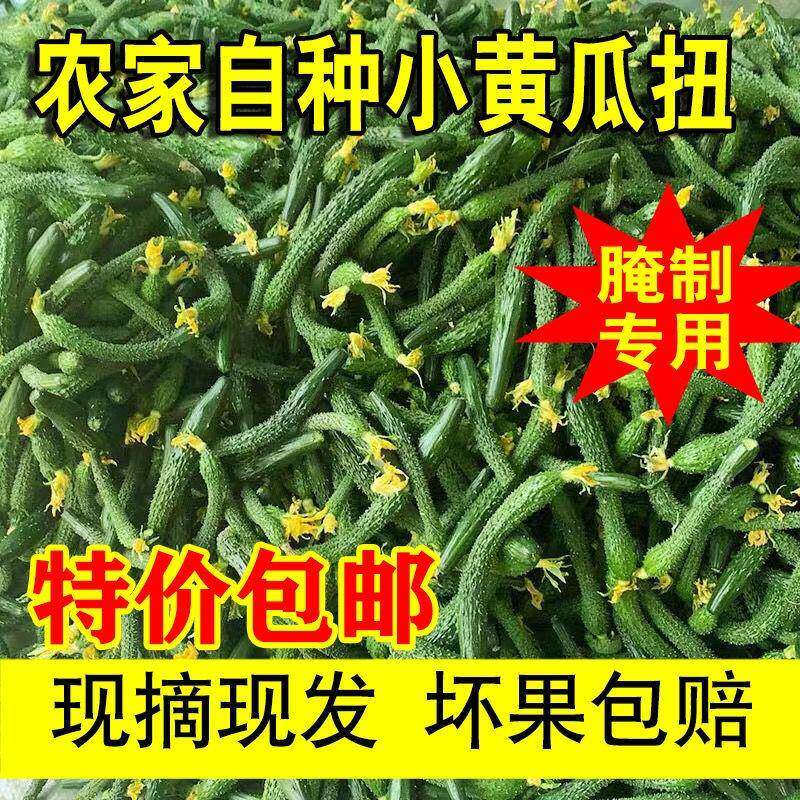 新鲜采摘小黄瓜扭迷你小青瓜带刺乳瓜手工腌制酱瓜蔬菜现摘现发5