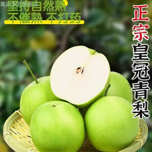 正宗皇冠青皮梨子新鲜10斤当季砀山梨鸭梨雪梨砀山梨翠冠梨整箱