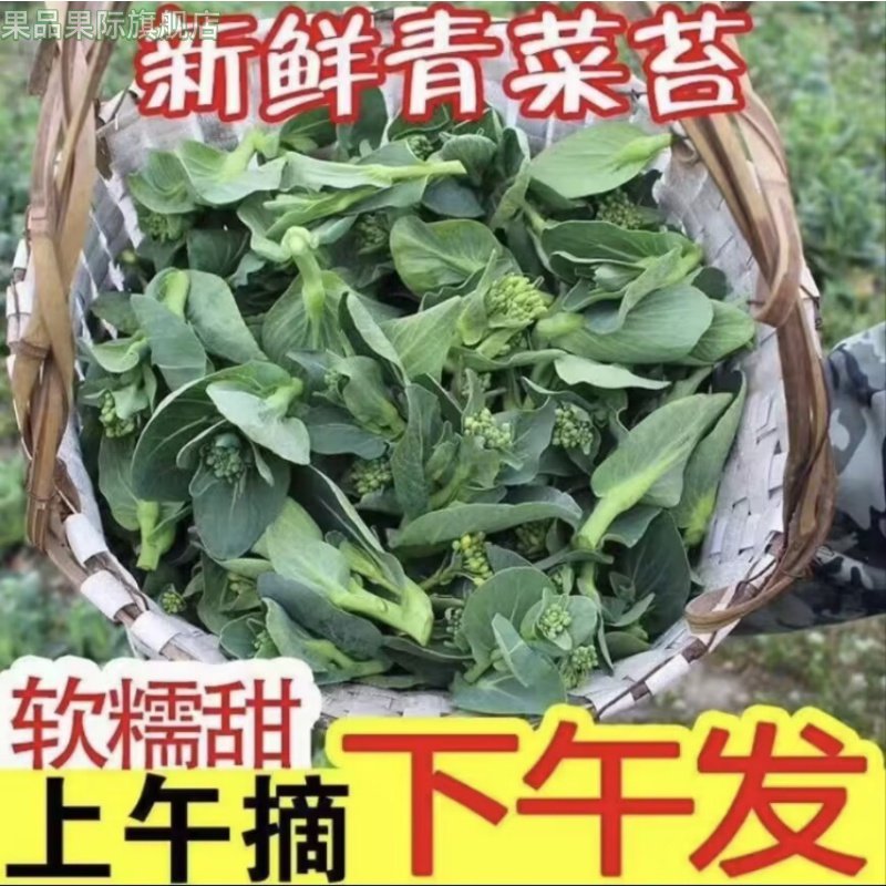如皋农家自种露天菜苔纯/然蔬菜苏州青菜苔新鲜现摘当季时令,水产肉类/新鲜蔬果/熟食,叶菜类,淘宝优惠券,粉丝福利购,淘宝优惠卷