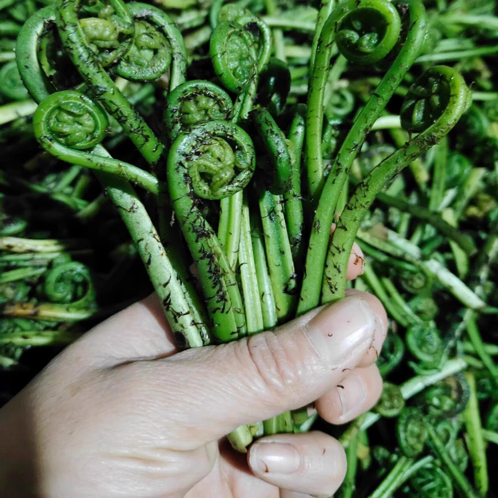 江西吉安安福特产蕨菜水蕨菜龙爪菜新鲜野菜拳头菜现摘现发