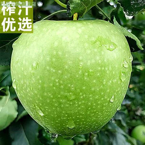 榨汁首选高酸机有青苹果新鲜脆酸孕妇低糖酸水果肝胆排包邮