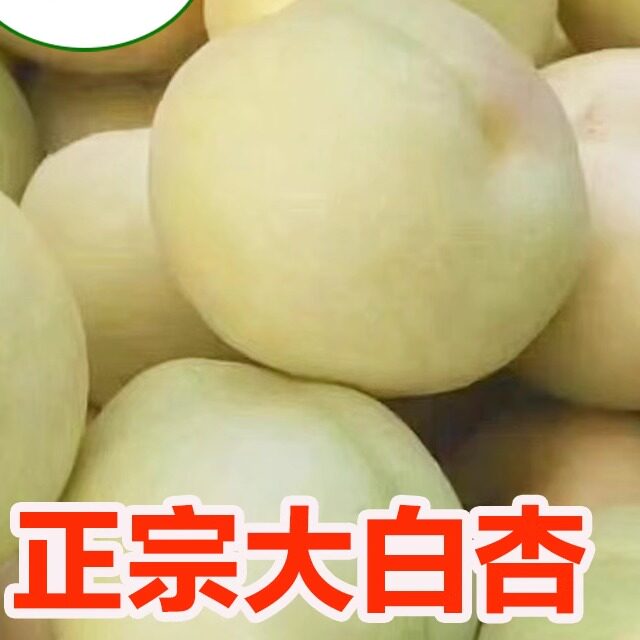河北省唐山遵化香白大白杏银白杏当季新鲜水果杏子酸甜口