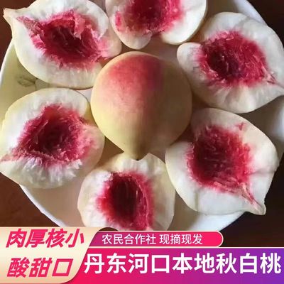 秋白桃丹东河口秋白桃小毛桃野生毛桃桃子新鲜银白桃红核产地新摘