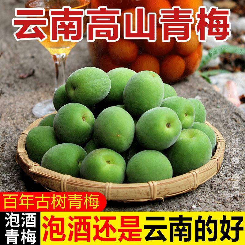 云南青梅果新鲜现摘大理高山非野生脆酸梅子泡酒酵素孕妇水果鲜果