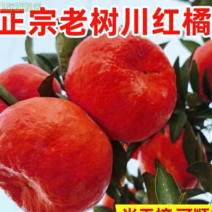 2025四川新鲜川红橘大红袍橘子现摘现发超新鲜 柑橘包邮陈皮原料,水产肉类/新鲜蔬果/熟食,桔子,淘宝优惠券,粉丝福利购,淘宝优惠卷