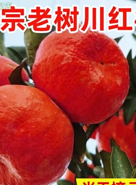 2025四川新鲜川红橘大红袍橘子现摘现发超新鲜 柑橘包邮陈皮原料