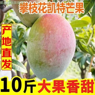 攀枝花凯特大芒果批发现摘青皮芒新鲜应季孕妇水果整箱