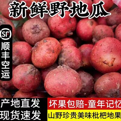 顺丰空运四川野地瓜地枇杷新鲜当季现摘现发地果地石榴地瓜泡1斤