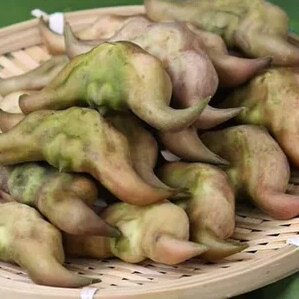 新鲜菱角两脚棱角嫩老菱角现摘先发农家带壳香脆粉糯3-5斤装