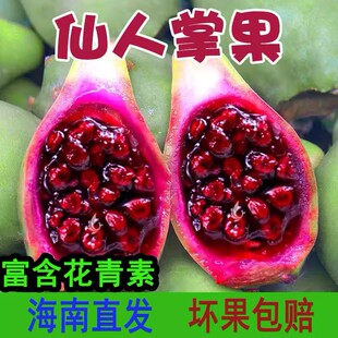 海南新鲜野生仙人掌果实当季仙桃热带网红水果仙人掌果汁现摘现发