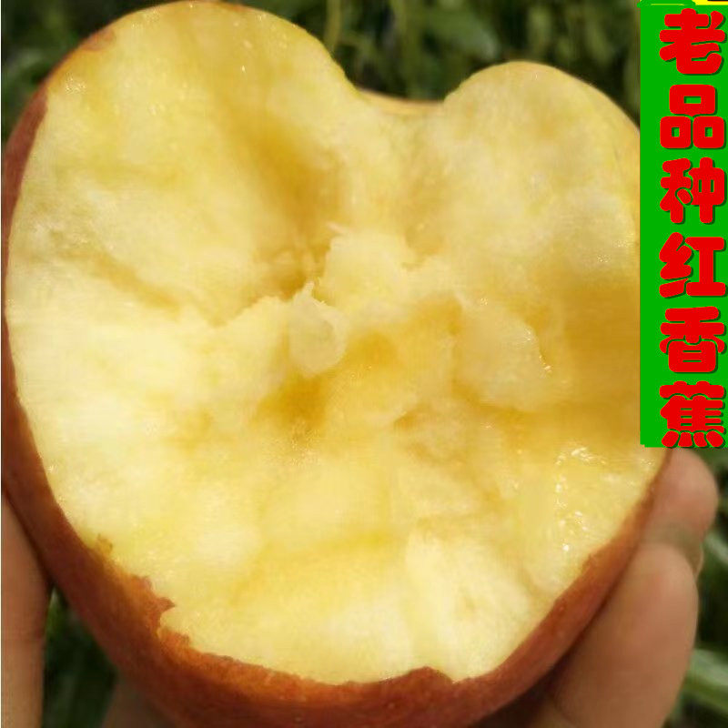 2026红香蕉苹果山西红星苹果老人宝宝刮泥吃的面苹果花牛美八9斤