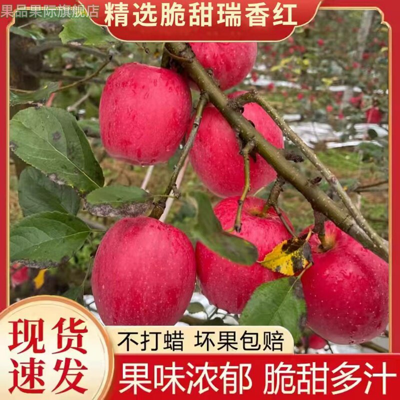 【顺丰】正宗瑞香红苹果脆甜无渣基地直发西选育图片