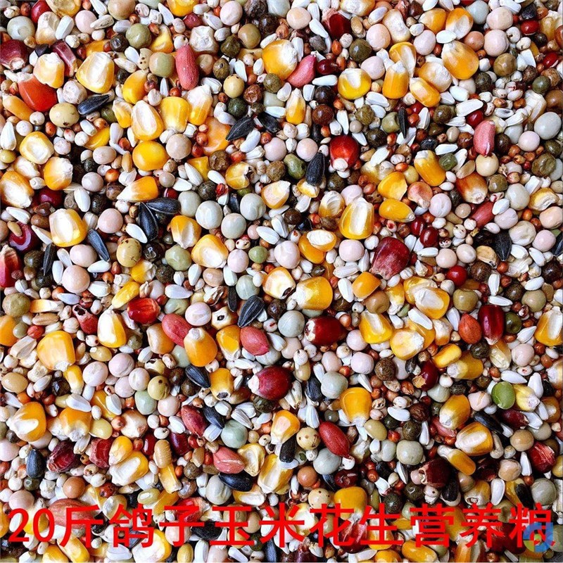 鸽粮包邮八鸽粮鸽食玉米粒 通用10斤20斤鸽子食粮幼鸽信鸽a