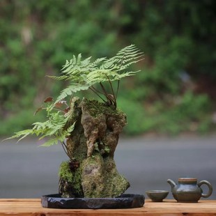 山野雅居 景观选图专拍