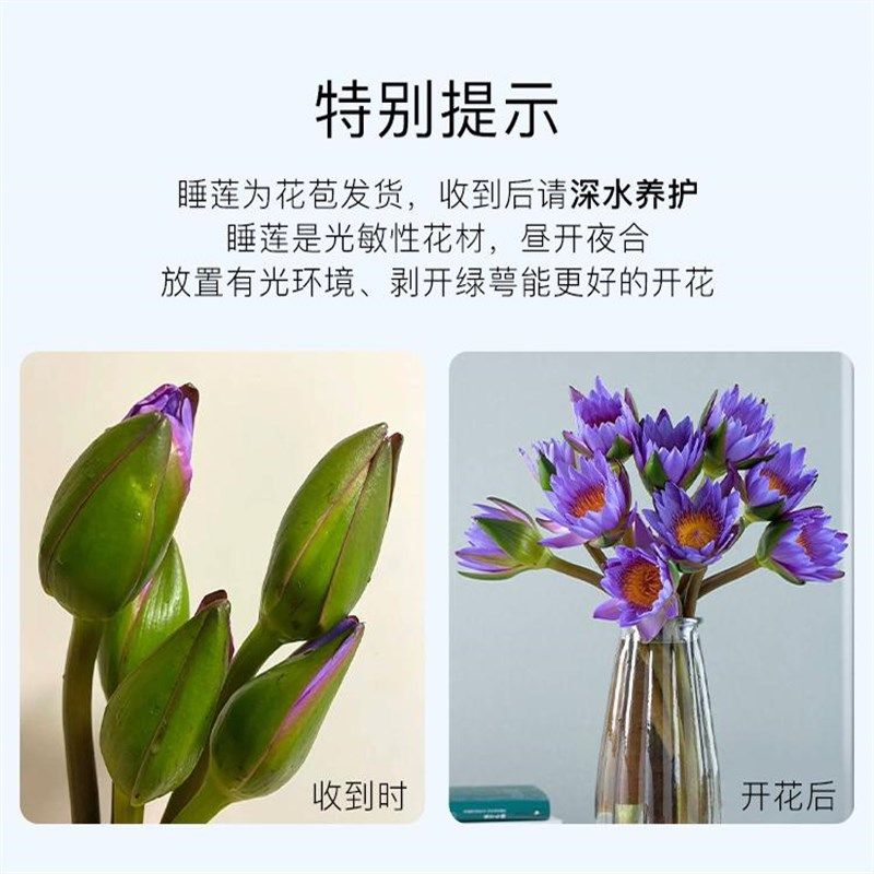 花点时间睡莲鲜花紫粉色带花苞水养云南昆明直发荷花束切水培四季,鲜花速递/花卉仿真/绿植园艺,时令草本花卉,淘宝优惠券,粉丝福利购,淘宝优惠卷