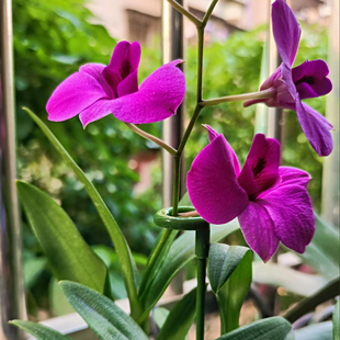 蝴蝶兰多肉小花架支撑杆简易兰花君子兰小型迷你固定防倒伏护叶架