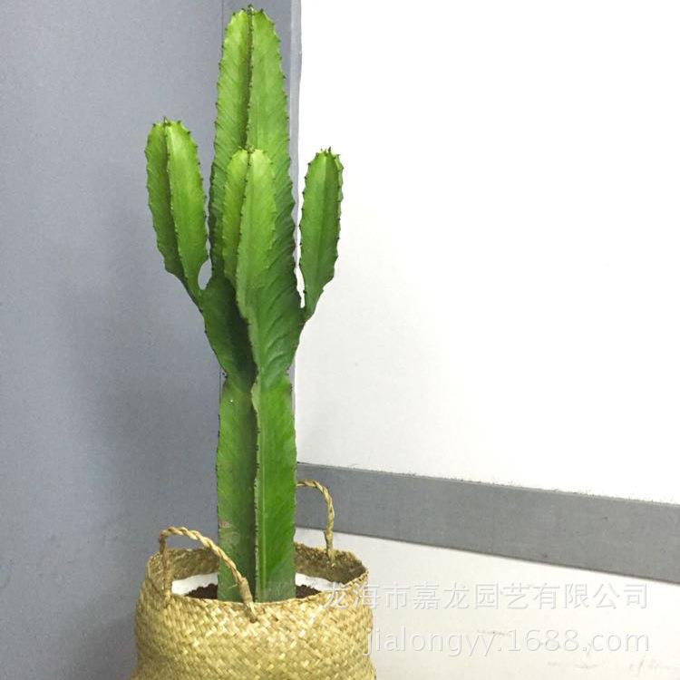 大戟阁沙生景观植物仙人柱室内外绿化盆栽1.2-1.5分叉仙人掌景观