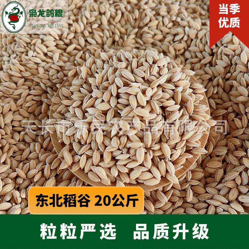 枭龙鸽粮东北圆粒稻谷当季新粮20公斤赛鸽信鸽鸽子食喂鸡鸭禽