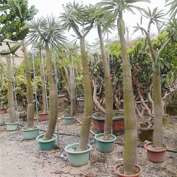 非洲霸王树热带沙漠植物棒槌树密刺瓶干树现代观光园多浆植物