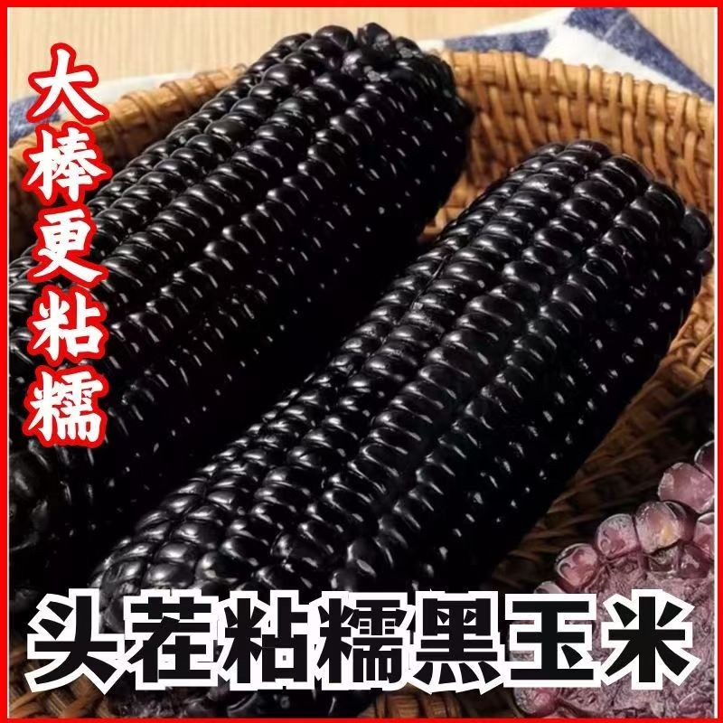 黑糯玉米  整箱10根 东北黑土地种植 全面升级黑糯玉米 试吃2根