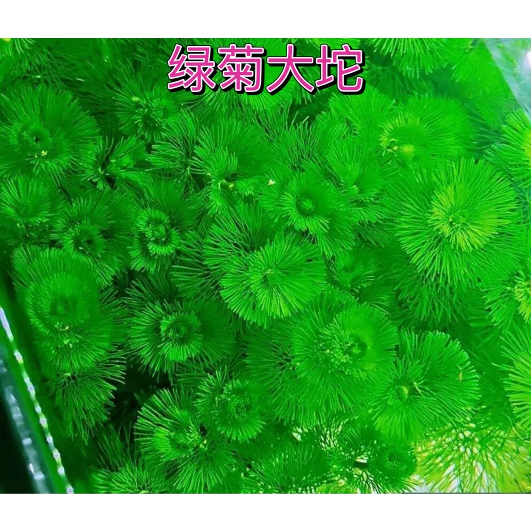 绿菊坨草水草好养活体真草造景阴性水草懒人新手小白鱼缸水草造景