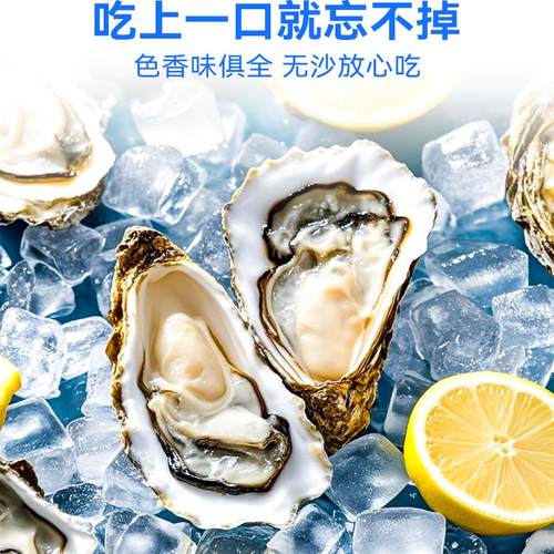 乳山生蚝生蚝鲜嫩爽滑肉质鲜甜