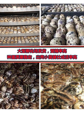黄羽鹌鹑种蛋受精蛋鹌鹑蛋受精种蛋可孵化蛋受精卵安纯宠物鸟安春