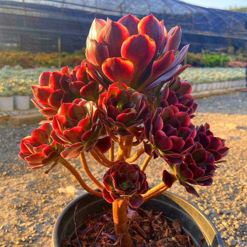 多肉植物超大盆欧佳丽多头带杆老桩 稀少贵货精品盆栽净化空气