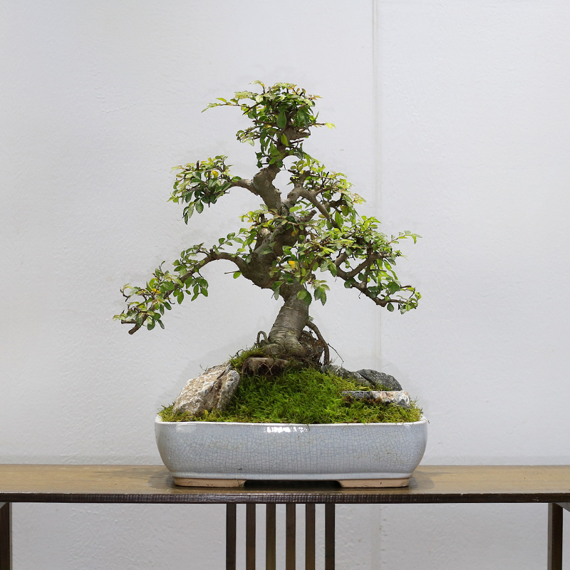 小叶榆树造型老桩盆景矮霸榔榆植物室内客厅办公室绿植阳台庭院