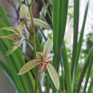 建兰小桃红夏天开花夏季带花苞出售裸根发货老爸的花圃值得信赖