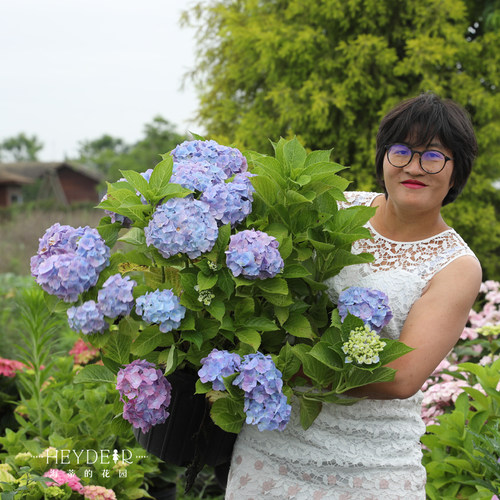 海蒂的花园 梦幻蓝绣球花木本植物阳台庭院大花好养花卉盆栽花苗