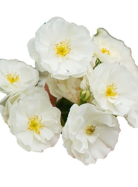 小鼹鼠园艺家白色月季花苗白帆之冬小藤本灌木均可勤花耐热干净