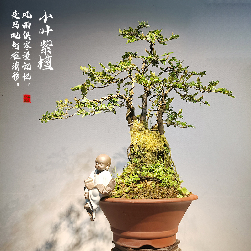 小叶紫檀盆景老桩室内绿植大型植物客厅黑骨茶稀有盆栽办公桌阳台