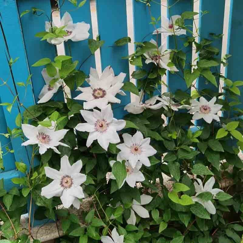 晴山铁线莲花盆栽爬藤植物大苗白色单瓣大花藤本花卉无刺攀爬耐热,鲜花速递/花卉仿真/绿植园艺,绣球/木绣球/木本植物,淘宝优惠券,粉丝福利购,淘宝优惠卷
