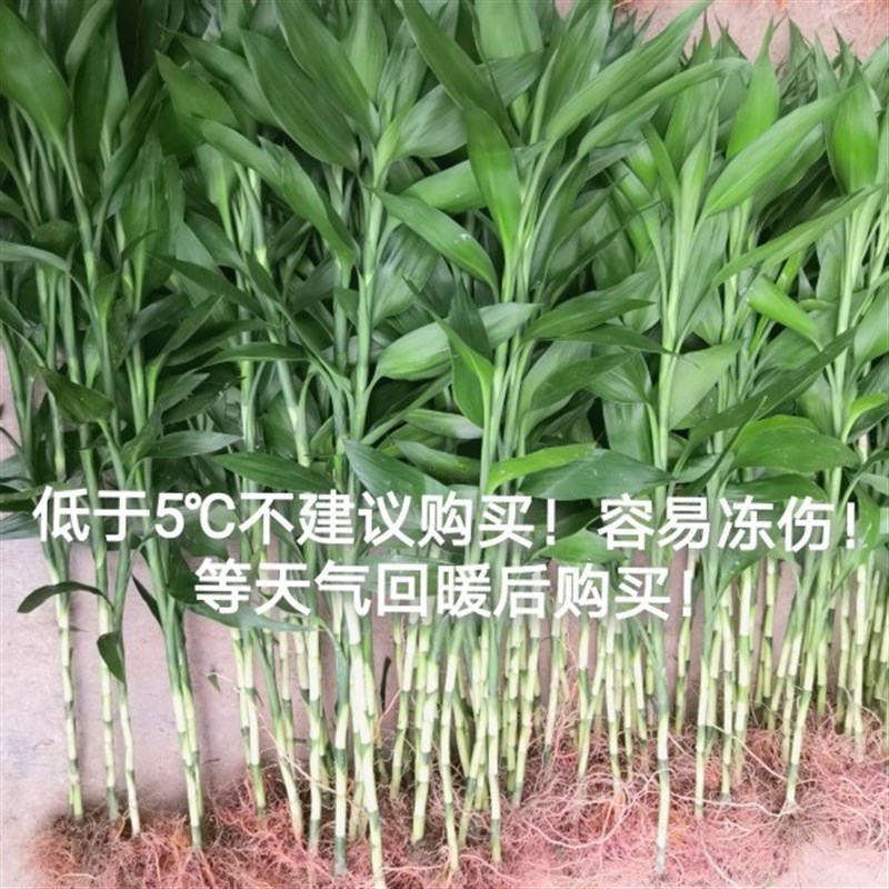 客厅大绿植室内懒人植物有根大号招财富贵竹可水培土盆栽水养带跟