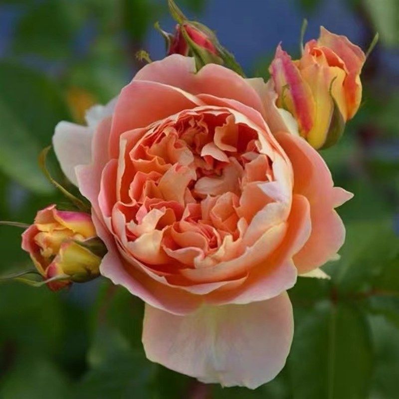 南瓜灯笼月季扦插花苗灌木勤花抗病耐热长势强橙黄复色玫瑰花,鲜花速递/花卉仿真/绿植园艺,月季/蔷薇/玫瑰,淘宝优惠券,粉丝福利购,淘宝优惠卷