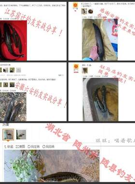 高碳钢黑鱼钩逗钓乌鱼耐磨线套装挂活饵钓黑鱼专用钩传统钓鱼财鱼