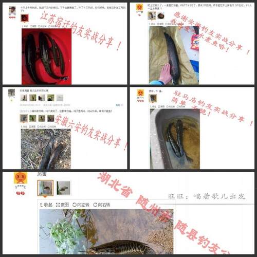 高碳钢黑鱼钩逗钓乌鱼耐磨线套装挂活饵钓黑鱼专用钩传统钓鱼财鱼