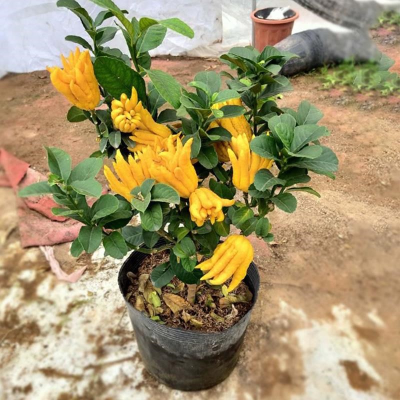 佛手树苗盆栽带果金华佛手柑室内招财盆景可食用植物阳台庭院绿植