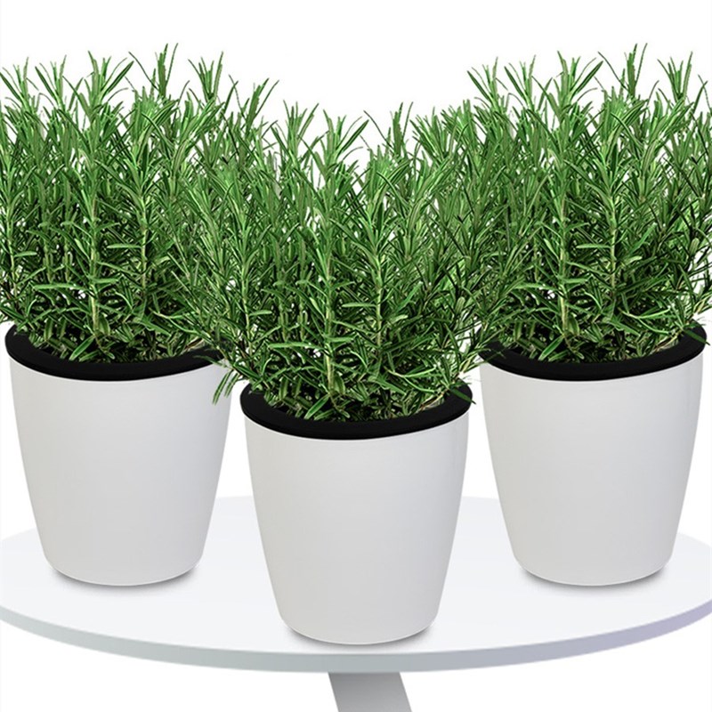 迷迭香盆栽可食用新鲜大株百里香牛排用烘培蛋糕装饰香草驱蚊绿植